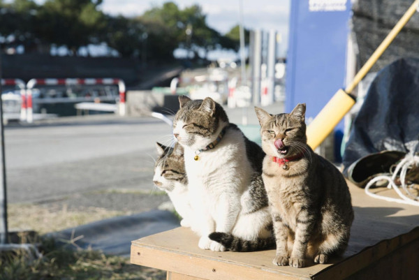 圖片來源：Kumamoto Prefectural Tourism Promotion Division