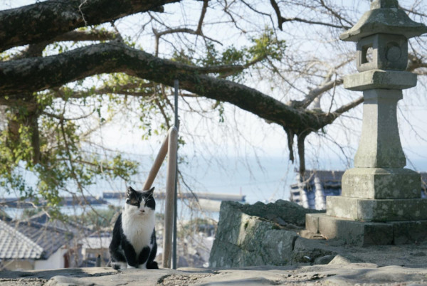 圖片來源：Kumamoto Prefectural Tourism Promotion Division