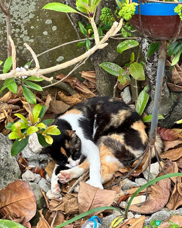 【日本貓島】貓奴朝聖地圖不止田代島！日本逾10大貓島必去江之島/福岡相島 