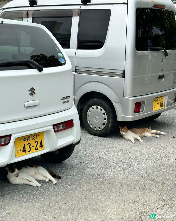 【日本貓島】貓奴朝聖地圖不止田代島！日本逾10大貓島必去江之島/福岡相島 