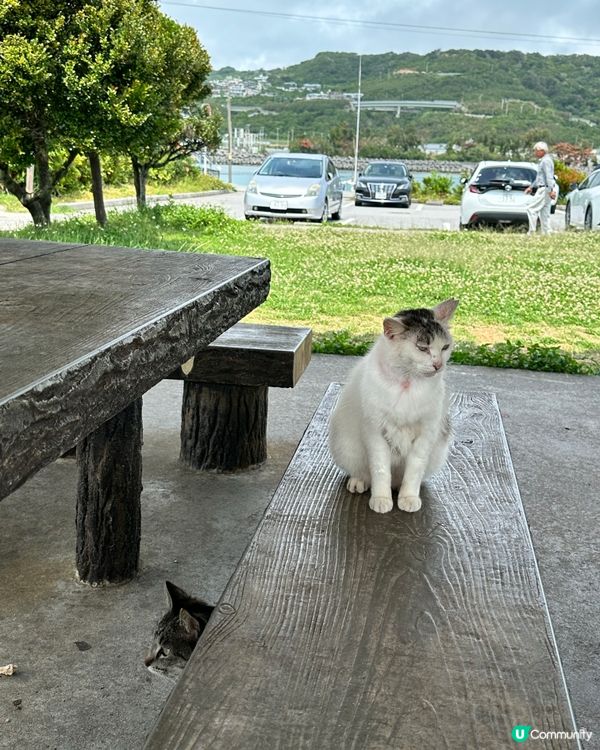 【日本貓島】貓奴朝聖地圖不止田代島！日本逾10大貓島必去江之島/福岡相島 