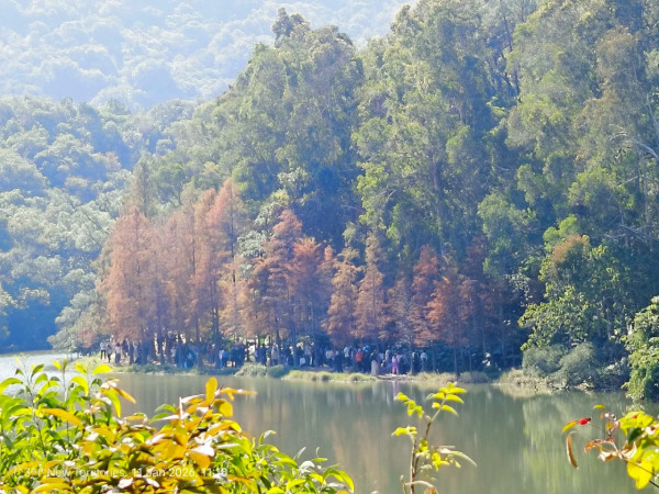 全港5大落羽松攻略2026！濕地公園排4小時？中大隱世秘境、流水響「天空之鏡」交通懶人包