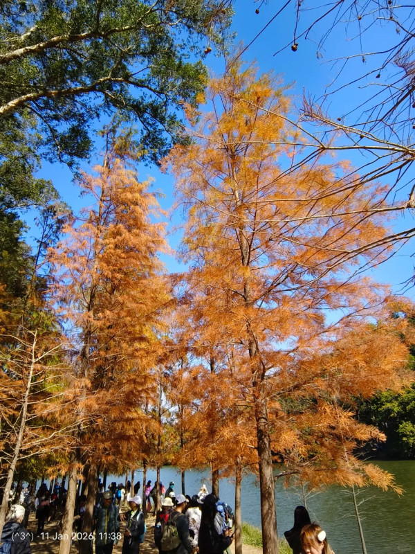 全港5大落羽松攻略2026!濕地公園排4小時?中大隱世秘境、流水響「天空之鏡」交通懶人包