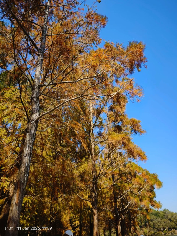 全港5大落羽松攻略2026！濕地公園排4小時？中大隱世秘境、流水響「天空之鏡」交通懶人包