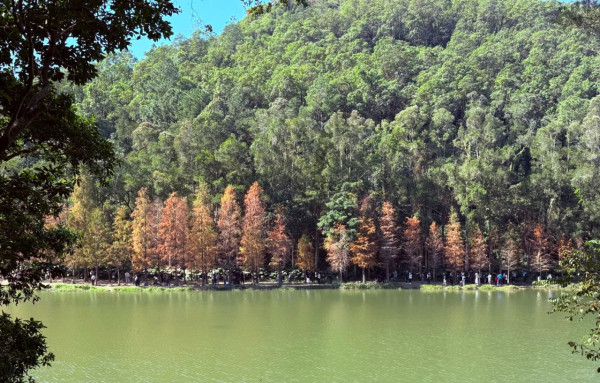 全港5大落羽松攻略2026！濕地公園排4小時？中大隱世秘境、流水響「天空之鏡」交通懶人包