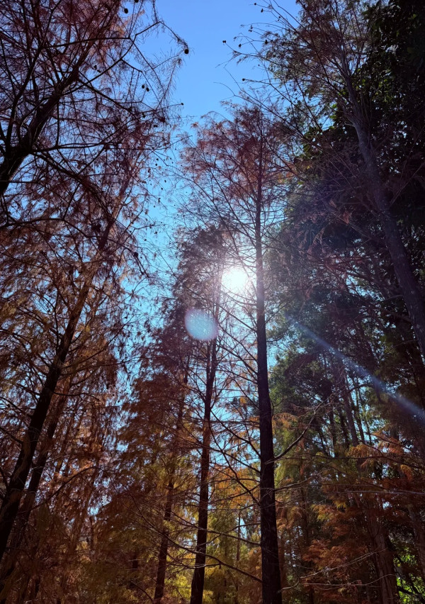 全港5大落羽松攻略2026！濕地公園排4小時？中大隱世秘境、流水響「天空之鏡」交通懶人包