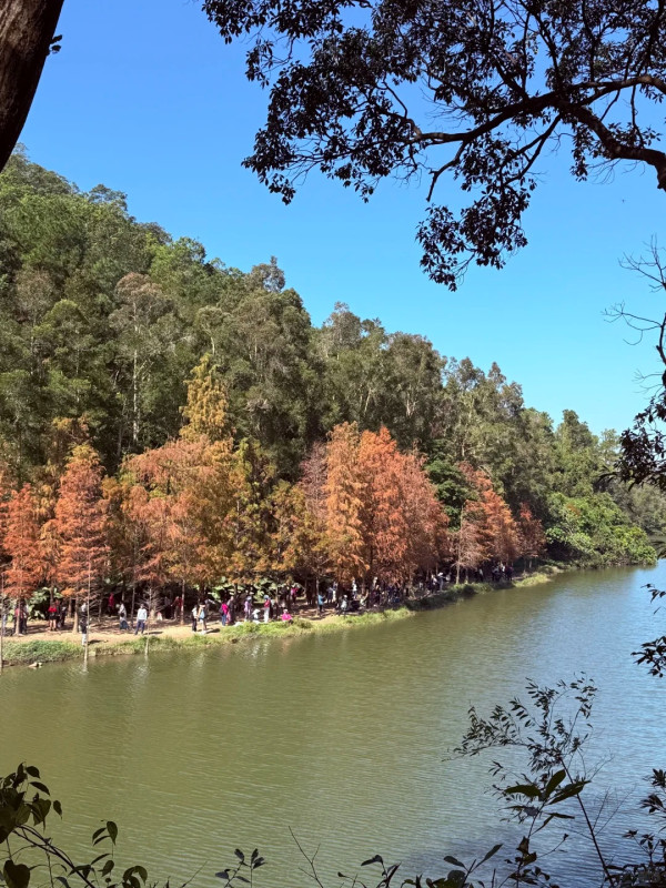 全港5大落羽松攻略2026！濕地公園排4小時？中大隱世秘境、流水響「天空之鏡」交通懶人包