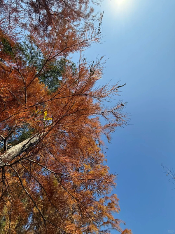 全港5大落羽松攻略2026！濕地公園排4小時？中大隱世秘境、流水響「天空之鏡」交通懶人包