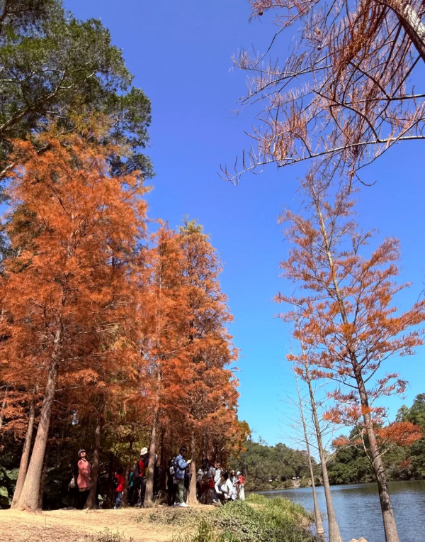 全港5大落羽松攻略2026!濕地公園排4小時?中大隱世秘境、流水響「天空之鏡」交通懶人包