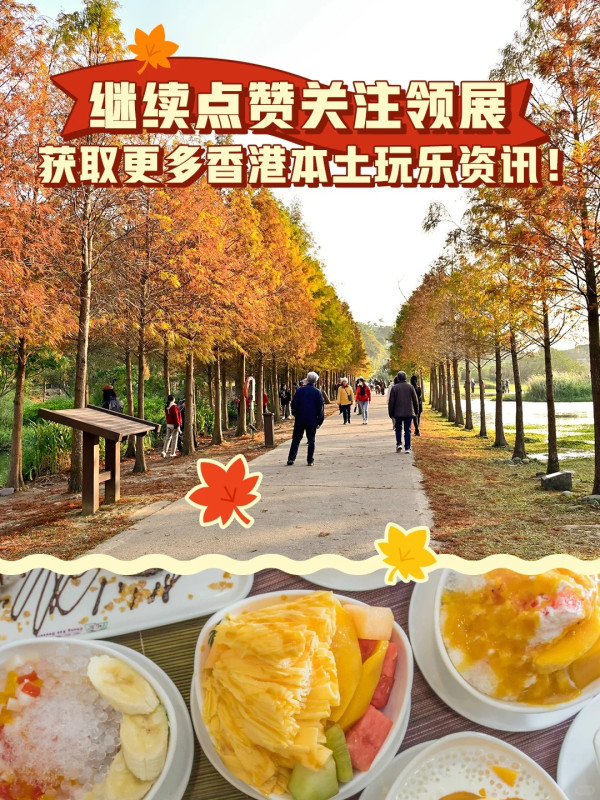 全港5大落羽松攻略2026！濕地公園排4小時？中大隱世秘境、流水響「天空之鏡」交通懶人包