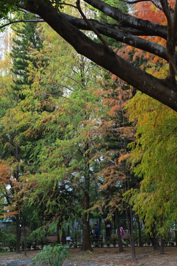 全港5大落羽松攻略2026!濕地公園排4小時?中大隱世秘境、流水響「天空之鏡」交通懶人包