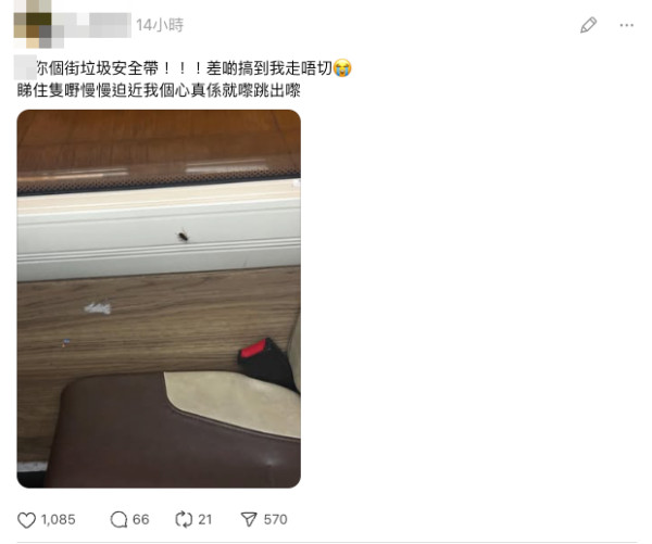 巴士安全帶扣驚動大曱甴 一拉安全帶小強衝出 港女驚嚇：個心就嚟跳出嚟