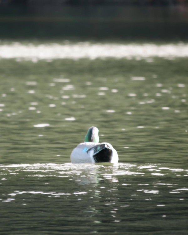 水塘生態大揭秘！巨魚、野豬齊現身