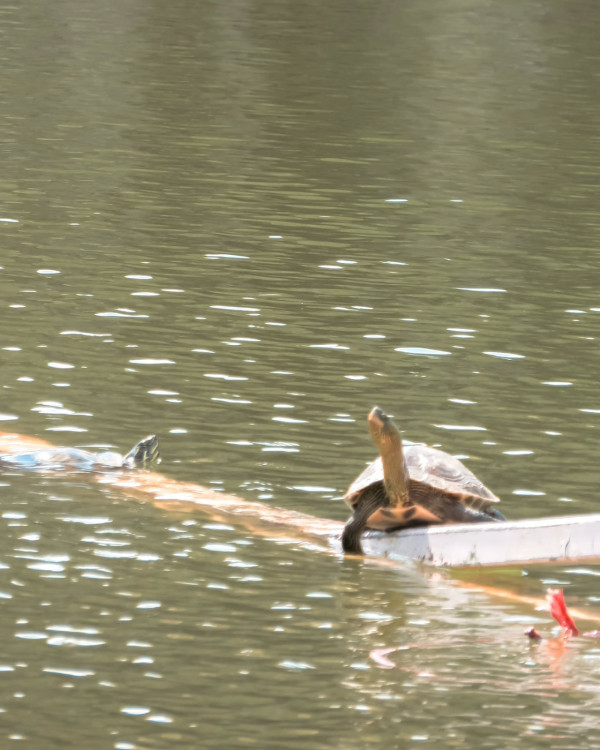 水塘生態大揭秘！巨魚、野豬齊現身