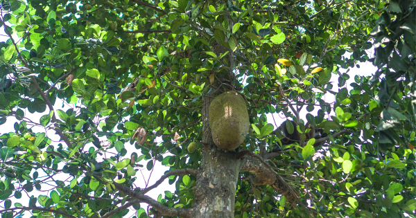 印度尼帕病毒源頭疑曝光 揭這「可怕動物」常帶病毒!護士飲受污染椰棗汁染病人傳人