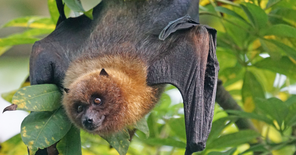 尼帕病毒Q&A會否傳入香港？致死率75%暫無藥醫、印度爆發5宗確診！一文看清病徵及預防方法