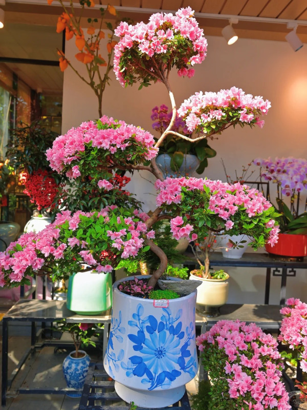 深圳辦年貨2026｜港人北上爆買年貨必去地點 5大批發市場買海味/糖果/裝飾平一半 