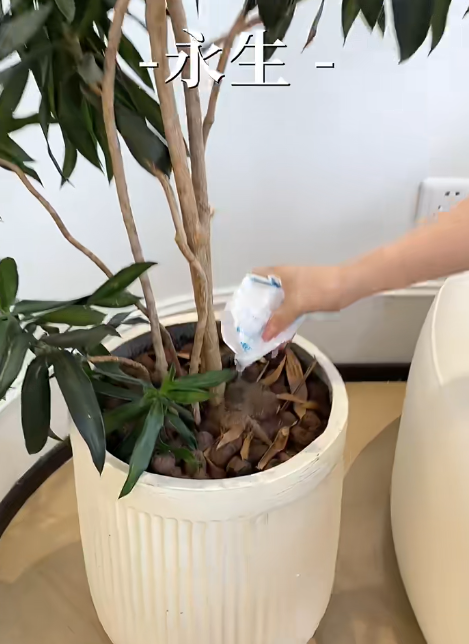 冰袋唔好再掉！網民教2個隱藏妙用：做擴香座、救植物、呢樣嘢千祈咪做