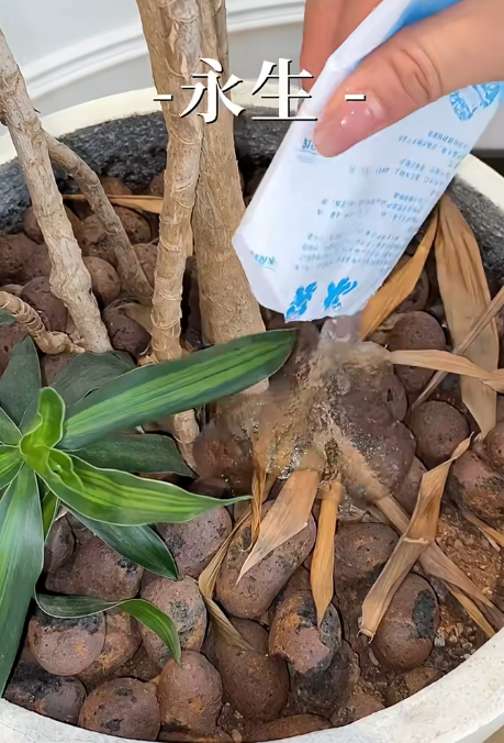 冰袋唔好再掉！網民教2個隱藏妙用：做擴香座、救植物、呢樣嘢千祈咪做