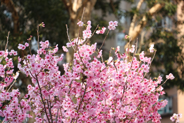 不用去日本！沙田馬鞍山櫻花「滿開」成粉紅花海：呢區比石門更茂密？附前往方法+天氣預警