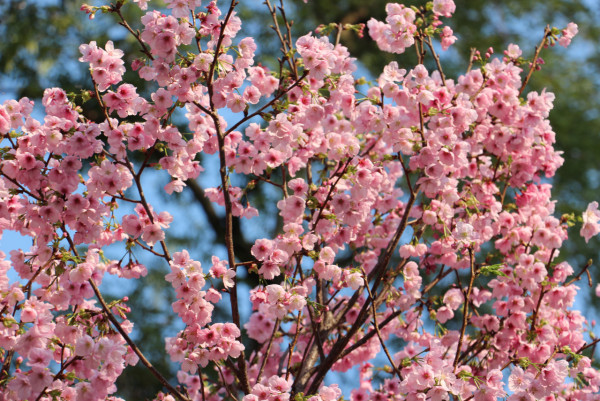 不用去日本！沙田馬鞍山櫻花「滿開」成粉紅花海：呢區比石門更茂密？附前往方法+天氣預警