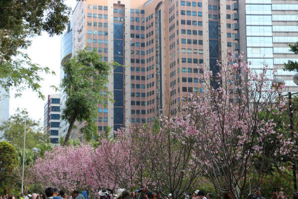 不用去日本！沙田馬鞍山櫻花「滿開」成粉紅花海：呢區比石門更茂密？附前往方法+天氣預警