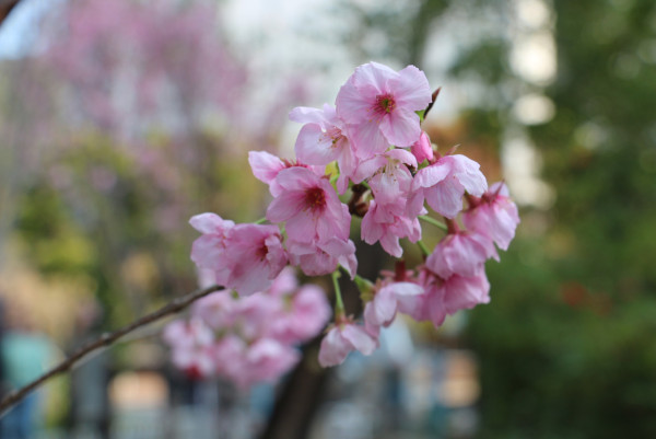 不用去日本！沙田馬鞍山櫻花「滿開」成粉紅花海：呢區比石門更茂密？附前往方法+天氣預警