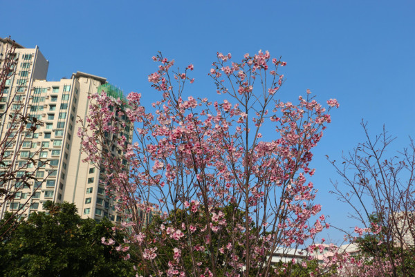 不用去日本！沙田馬鞍山櫻花「滿開」成粉紅花海：呢區比石門更茂密？附前往方法+天氣預警