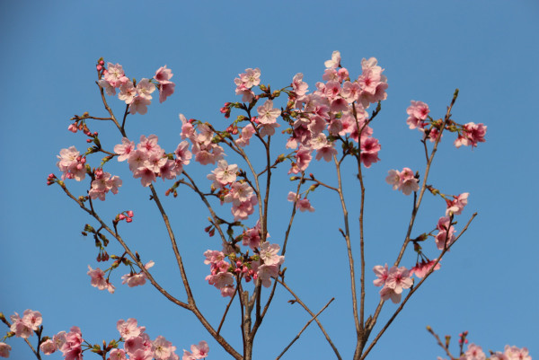 不用去日本！沙田馬鞍山櫻花「滿開」成粉紅花海：呢區比石門更茂密？附前往方法+天氣預警