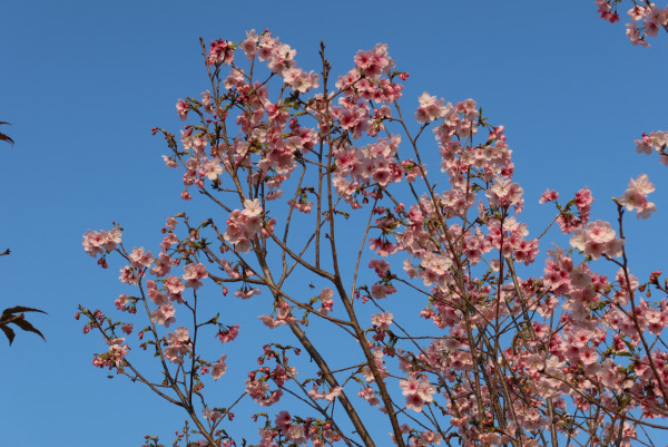 風鈴木提早爆發2026！全港3大絕美花海：粉嶺罕見紫雲盛放/奧運粉紅隧道