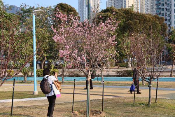 不用去日本！沙田馬鞍山櫻花「滿開」成粉紅花海：呢區比石門更茂密？附前往方法+天氣預警