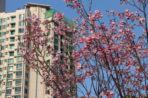 不用去日本！沙田馬鞍山櫻花「滿開」成粉紅花海：呢區比石門更茂密？附前往方法+天氣預警