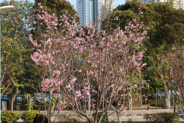 風鈴木提早爆發2026!全港3大絕美花海:粉嶺罕見紫雲盛放/奧運粉紅隧道