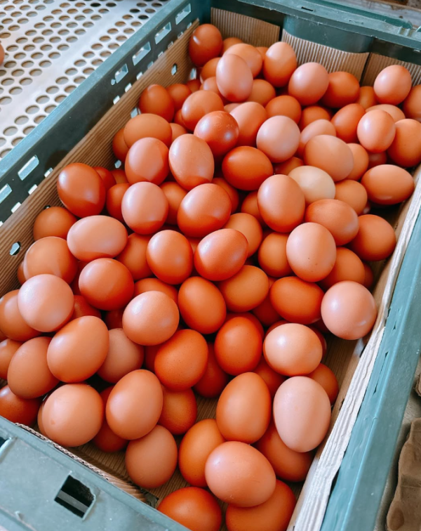 圖片來源：IG @fengkangranch