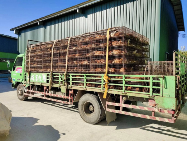 圖片來源：FB @豐康牧場 - FengKang Egg Ranch