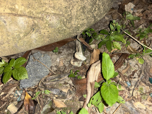 迪士尼樂園外圍驚現「恐怖白骨」？愛犬尋寶疑見殘骸？網民：嚇到心都離一離