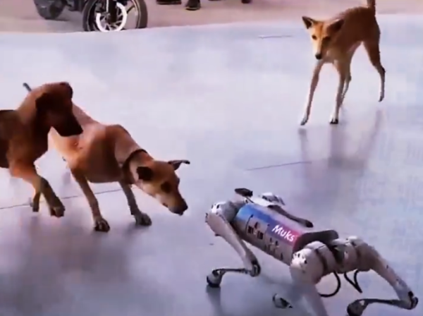 照片來源:小紅書@机器人快讯 照片來源:小紅書@机器人快讯