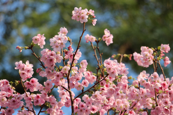 2026香港櫻花大爆發！全港8大「賞櫻秘境」粉紅綻放、機場/馬鞍山百棵花海 附交通攻略