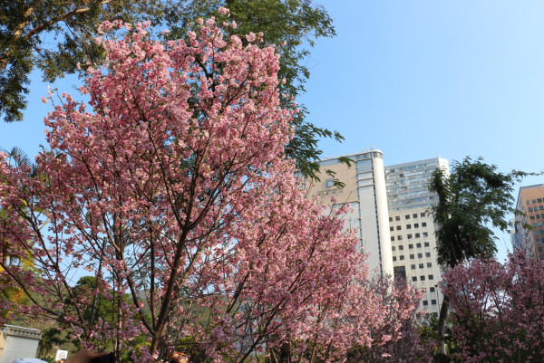 2026香港櫻花大爆發！全港8大「賞櫻秘境」粉紅綻放、機場/馬鞍山百棵花海 附交通攻略