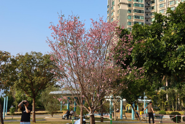 2026香港櫻花大爆發！全港8大「賞櫻秘境」粉紅綻放、機場/馬鞍山百棵花海 附交通攻略