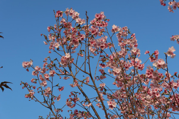2026香港櫻花大爆發！全港8大「賞櫻秘境」粉紅綻放、機場/馬鞍山百棵花海 附交通攻略