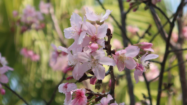 2026香港櫻花大爆發！全港8大「賞櫻秘境」粉紅綻放、機場/馬鞍山百棵花海 附交通攻略