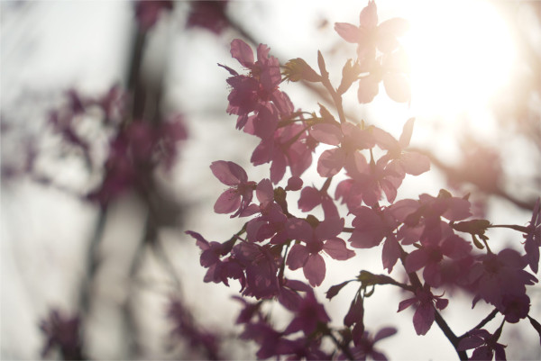 機場櫻花園2026情人節前盛放！最靚「賞櫻黃金期」爆發、港鐵東涌站全新通道直達