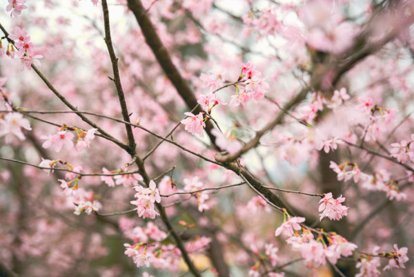 機場櫻花園2026情人節前盛放!最靚「賞櫻黃金期」爆發、港鐵東涌站全新通道直達