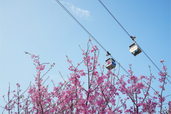機場櫻花園2026情人節前盛放！最靚「賞櫻黃金期」爆發、港鐵東涌站全新通道直達