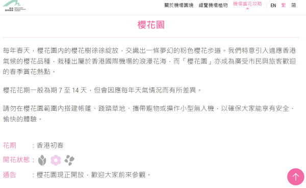 機場櫻花園2026情人節前盛放!最靚「賞櫻黃金期」爆發、港鐵東涌站全新通道直達