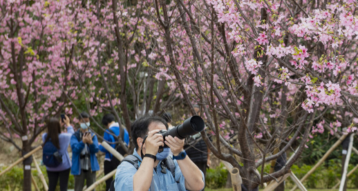 機場櫻花園2026情人節前盛放！最靚「賞櫻黃金期」爆發、港鐵東涌站全新通道直達