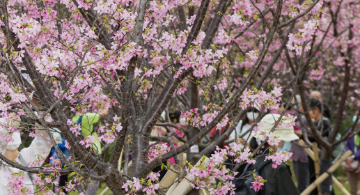 機場櫻花園2026情人節前盛放!最靚「賞櫻黃金期」爆發、港鐵東涌站全新通道直達