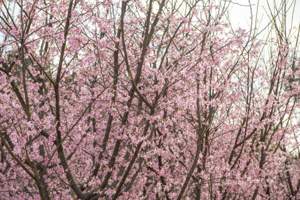 2026香港櫻花大爆發！全港8大「賞櫻秘境」粉紅綻放、機場/馬鞍山百棵花海 附交通攻略