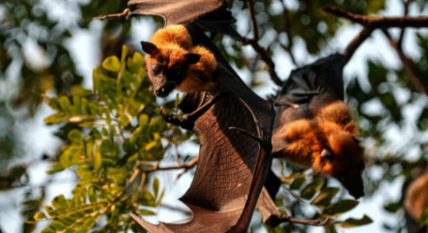 曼谷突發機場收緊入境篩查!泰國蝙蝠驗出尼帕病毒可人傳人致死率75% 遊泰避疫4貼士